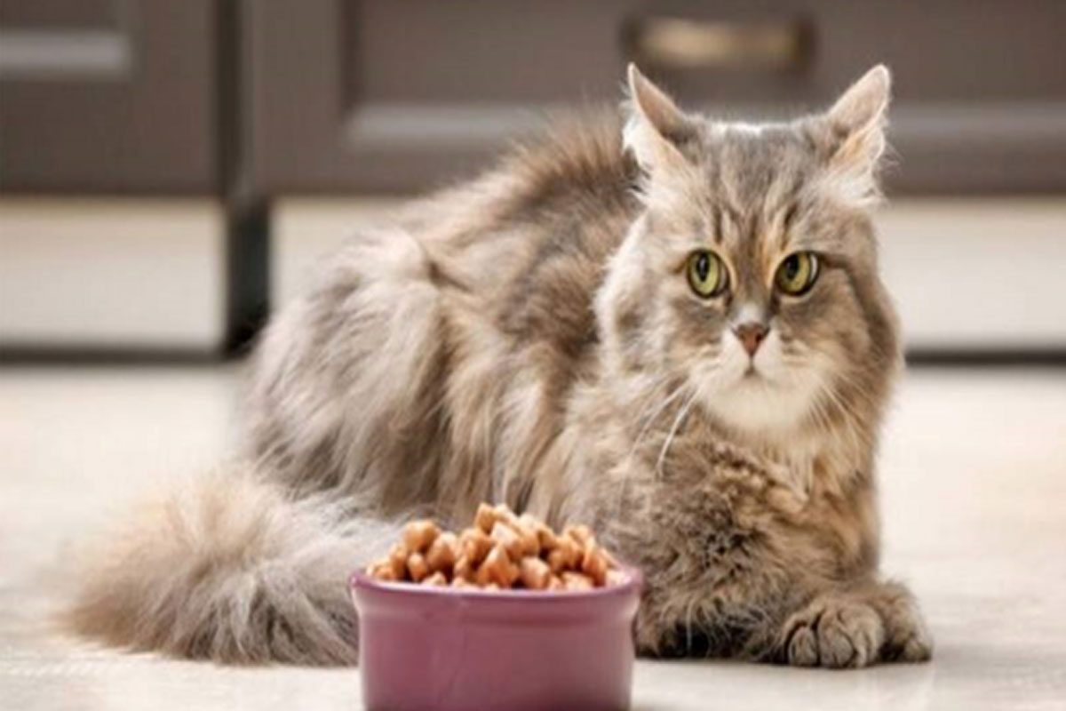 غذای گربه خانگی