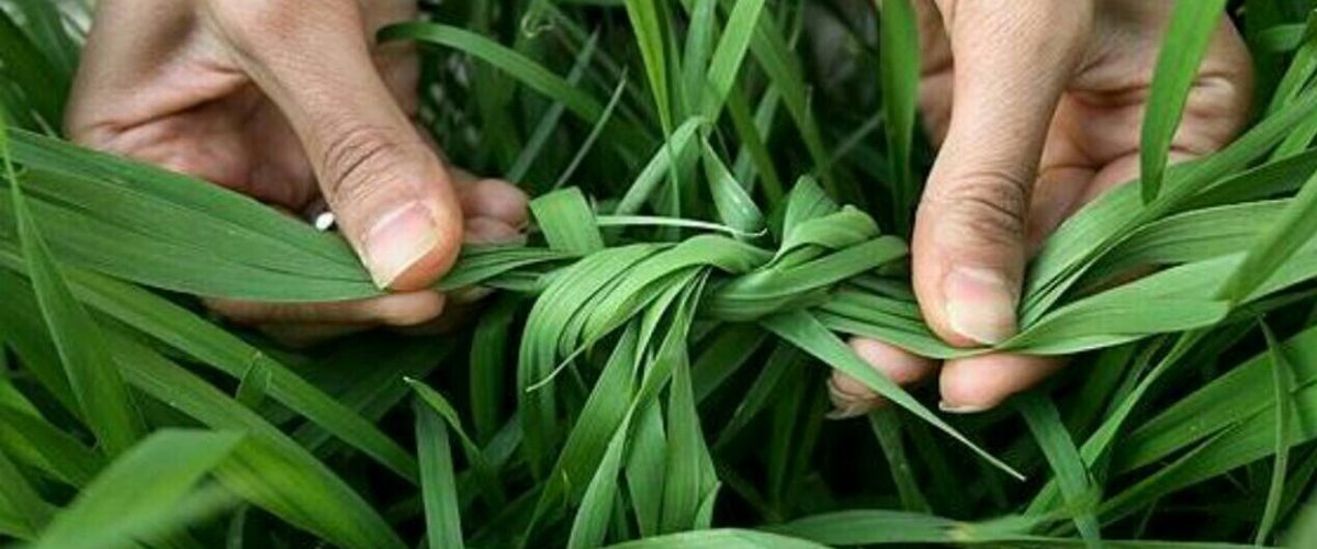 سیزده-بدر