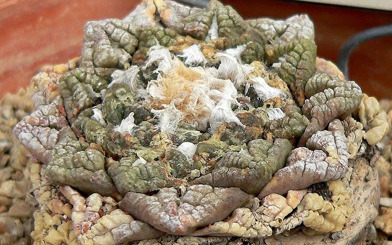 کاکتوس آریوکارپوس، گرانترین گیاه آپارتمانی