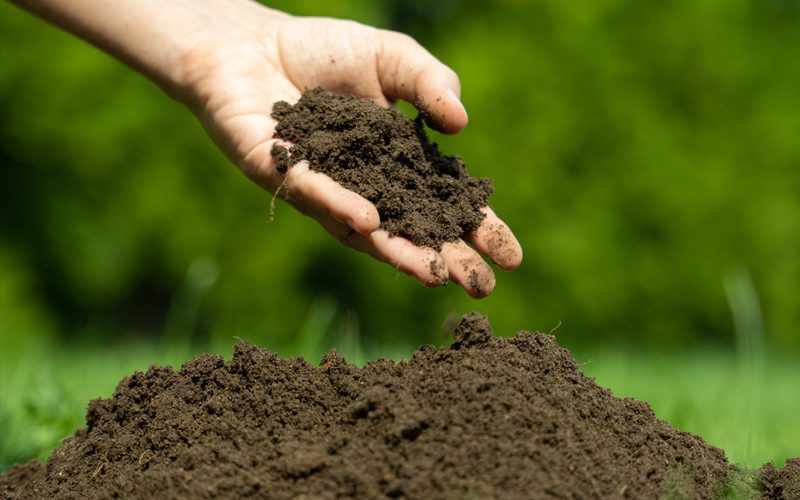خاک مورد نیاز ژیپسوفیلا، سبک و غنی
