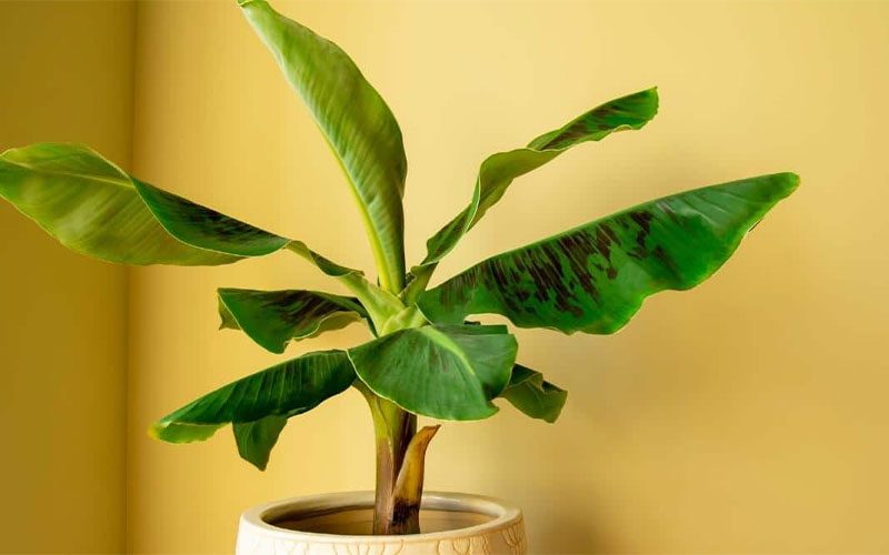 گیاه موز کاوندیش کوتوله