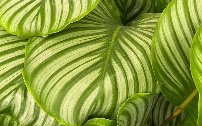 گیاه کالاتیا اوربیفولیا 