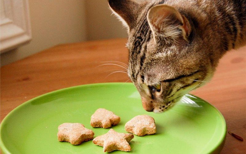 انتخاب مناسب‌ترین غذای تشویقی برای گربه