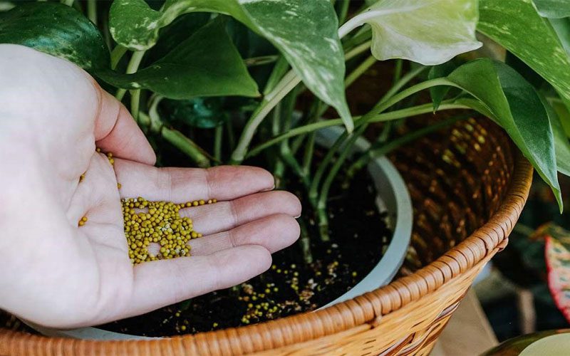 تغذیه و کوددهی گیاه آپارتمانی گلدار