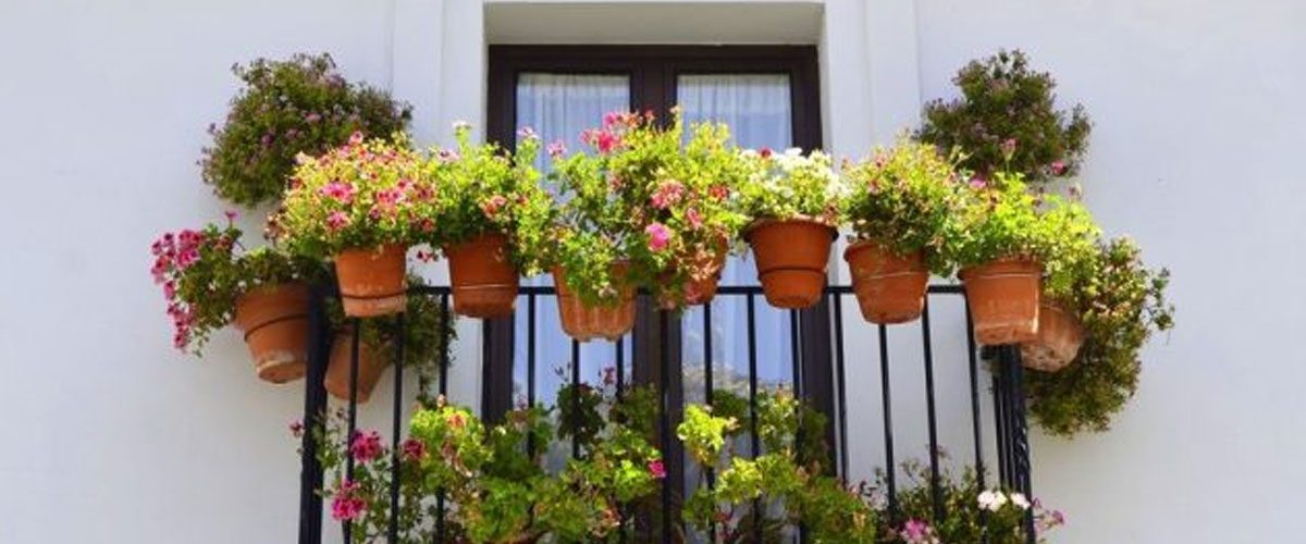 بهترین گل (گیاه) برای بالکن