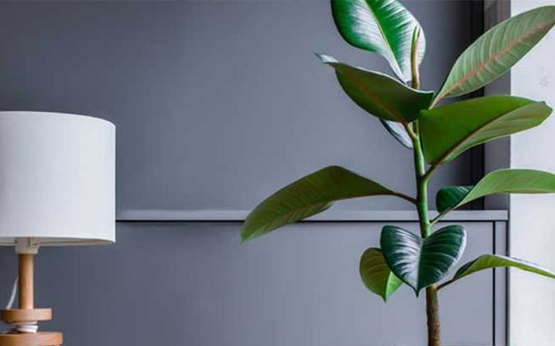 گیاه فیکوس الاستیکا 