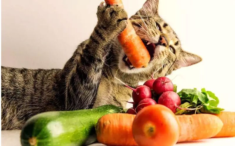میوه و سبزیجات به‌عنوان غذای تشویقی گربه