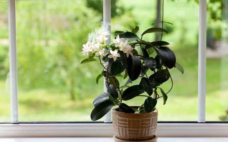 نور کافی برای شد گیاه آپارتمانی گلدار