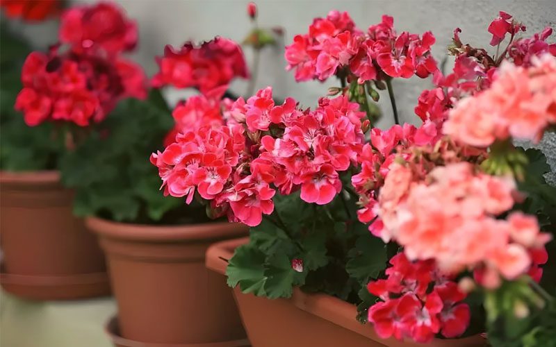 نگهداری منظم گیاه آپارتمانی گلدار