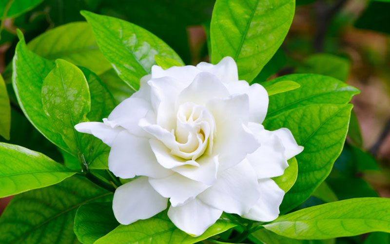 گل گاردنیا