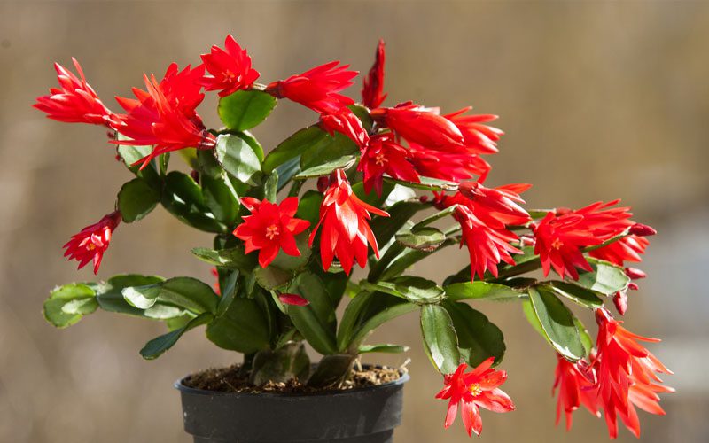 گیاه زیگو کاکتوس یا کاکتوس کریسمس