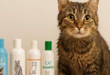 بهترین شامپو برای گربه: راهنمای جامع انتخاب مناسب