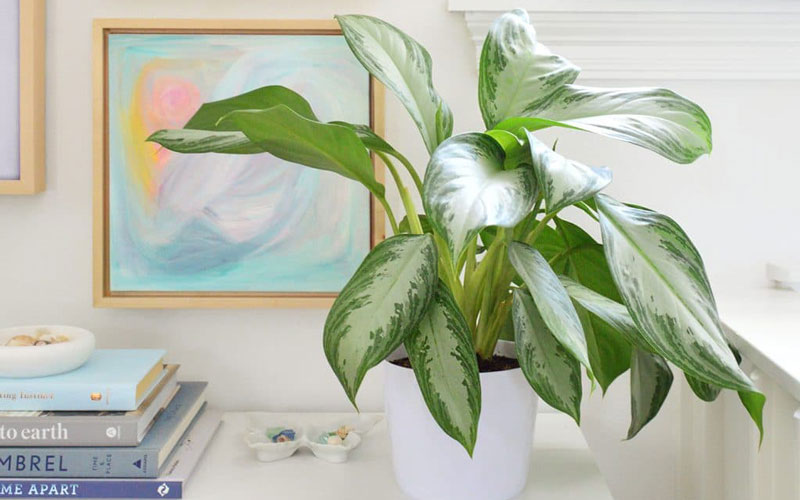 آگلونما (Aglaonema)