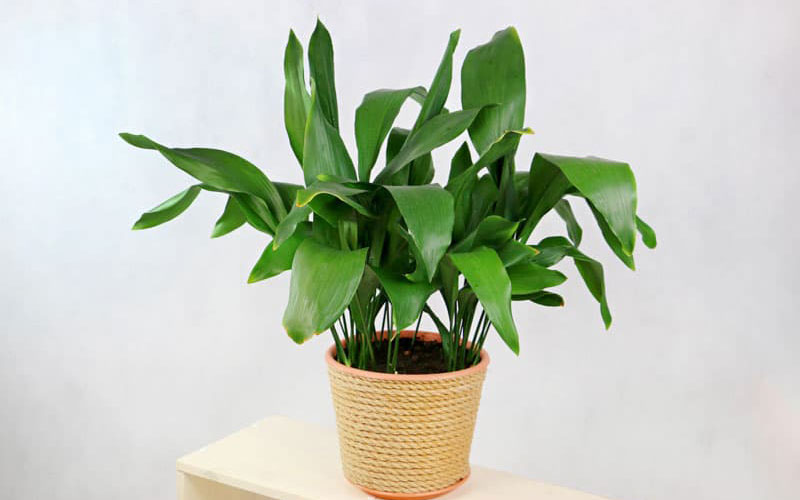 برگ عبایی (Aspidistra elatior)