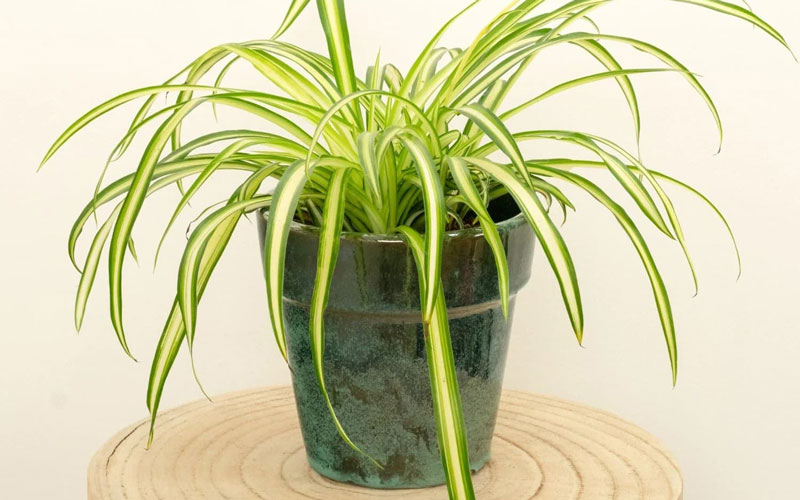 گندمی (Chlorophytum comosum)