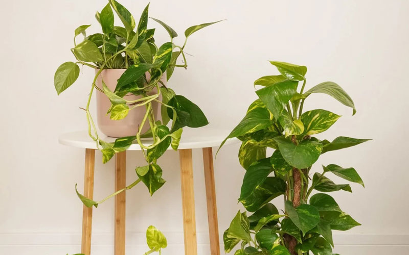 پوتوس (Epipremnum aureum)