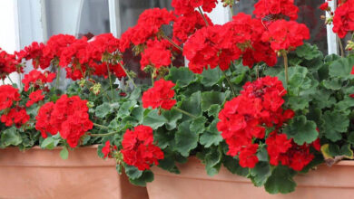 نحوه قلمه زدن شمعدانی در فصل پاییز