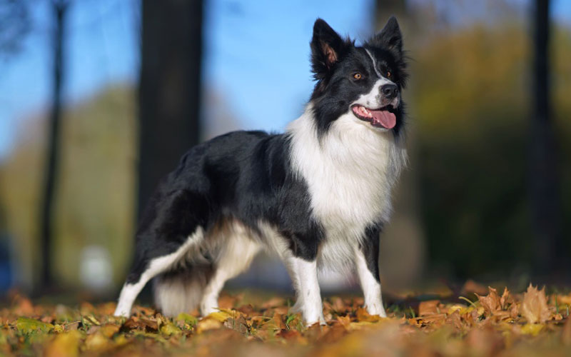 گروه سگ‌ های گله (Herding)
