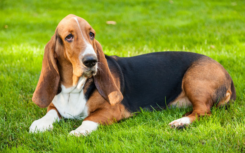 گروه سگ‌ های شکاری (Hound)