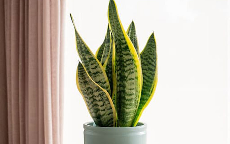 سانسوریا (Sansevieria)