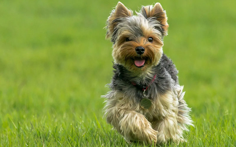 گروه تریرها (Terrier)