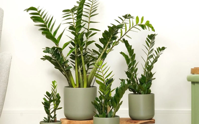 زاموفیلیا (Zamioculcas zamiifolia)