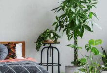 بهترین گیاه برای اتاق خواب