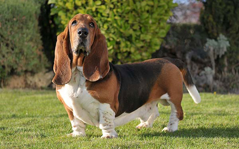 باست هوند (Basset Hound)