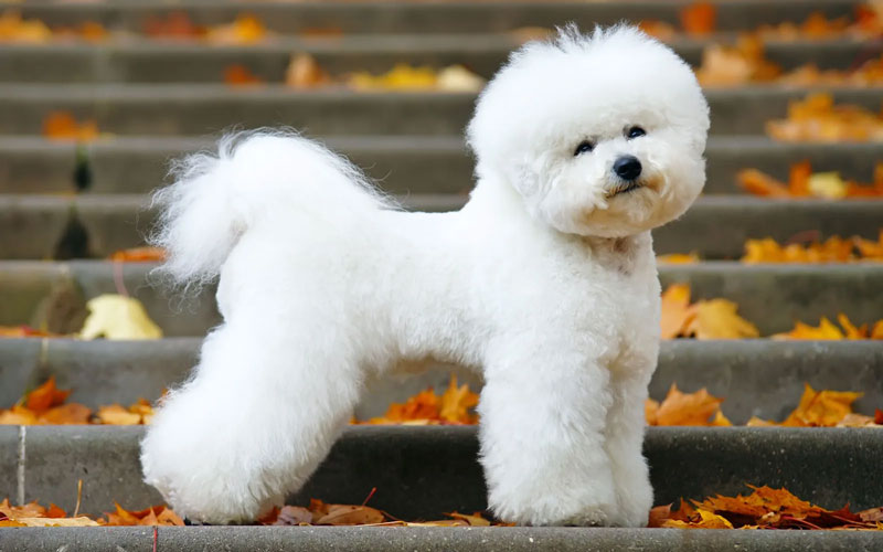 بیشون فرایز (Bichon Frise)