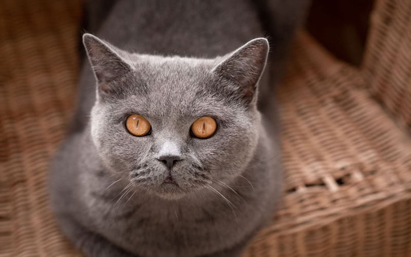 گربه بریتیش مو کوتاه (British Shorthair)