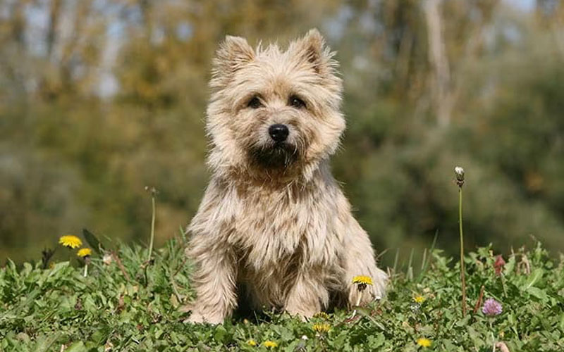 کارن تریر (Cairn Terrier)