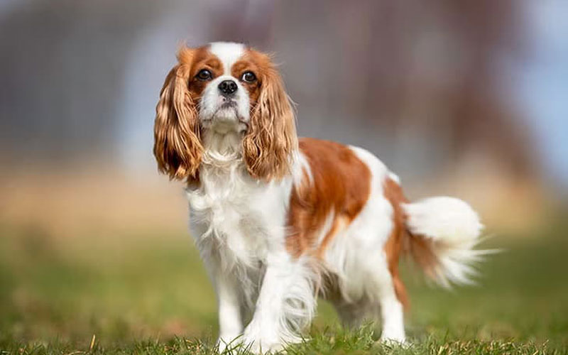 کاوالیر کینگ چارلز اسپنیل (Cavalier King Charles Spaniel)