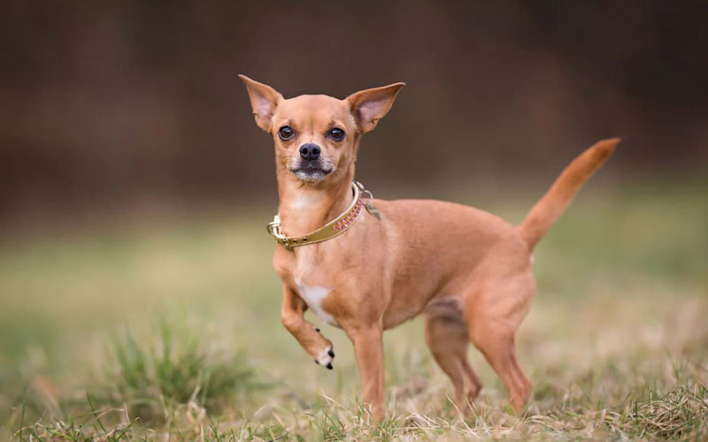 چیهواهوا (Chihuahua)