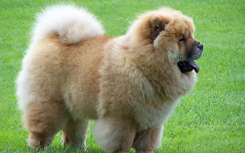 چاوچاو (Chow Chow)