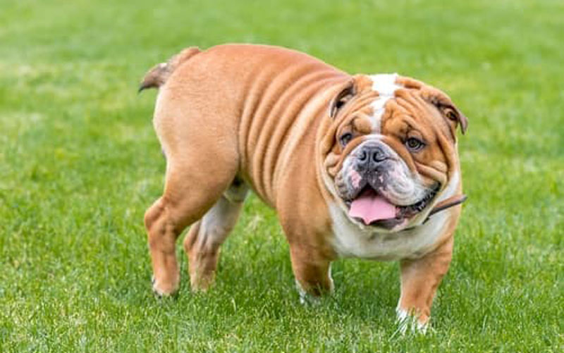 بولداگ انگلیسی (English Bulldog)