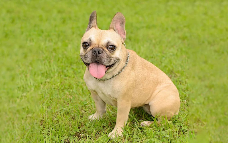 فرنچ بولداگ (French Bulldog)