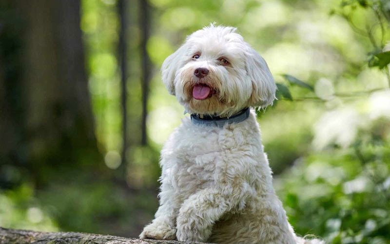هاوانیز (Havanese)