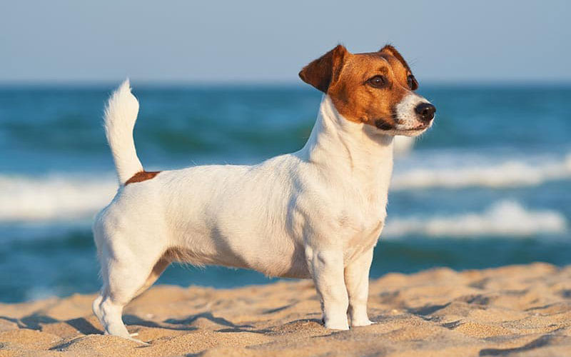 جک راسل تریر (Jack Russell Terrier)