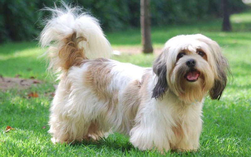 لهاسا آپسو (Lhasa Apso)
