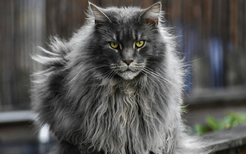 گربه مین کون (Maine Coon)