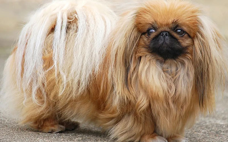 پکنیز (Pekingese)