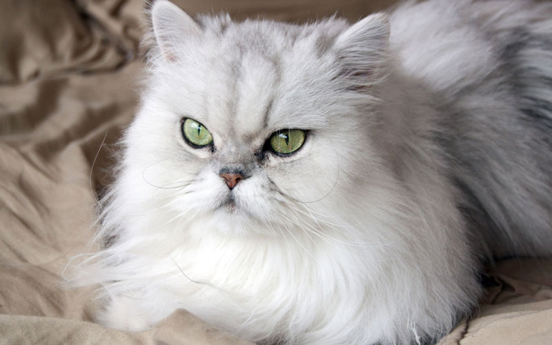 گربه پرشین (Persian)