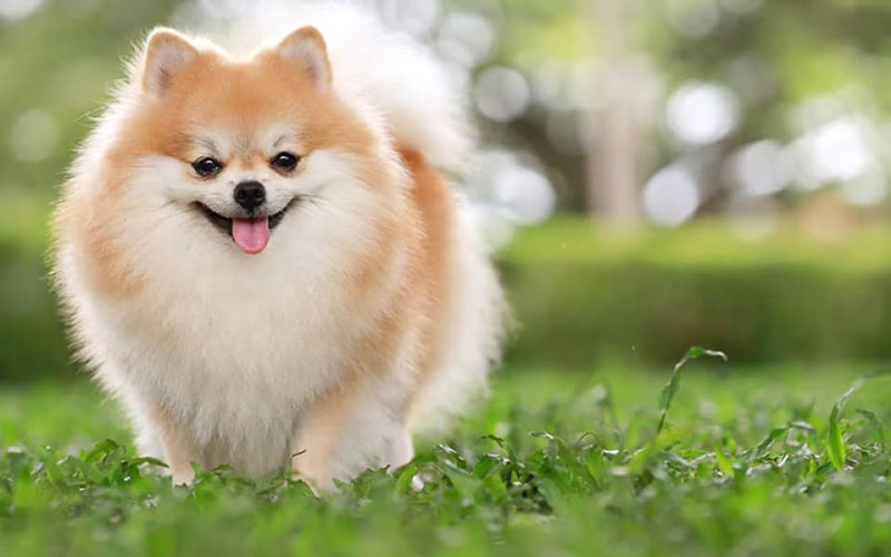 پامرانیان (Pomeranian)