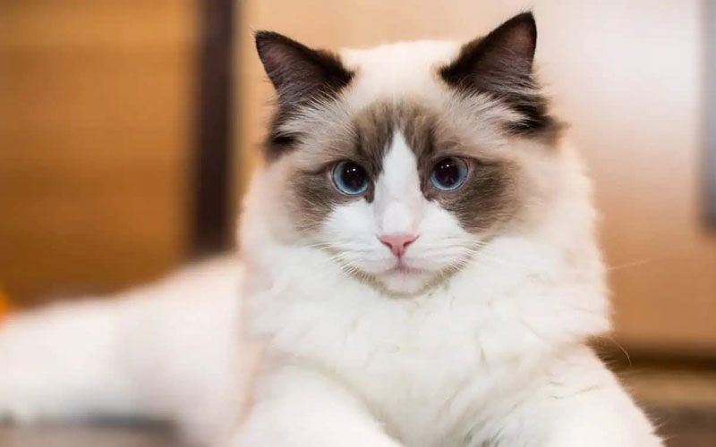 گربه رگدال (Ragdoll)