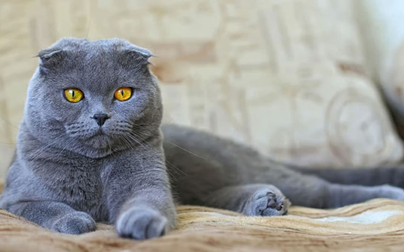 گربه اسکاتیش فولد (Scottish Fold)