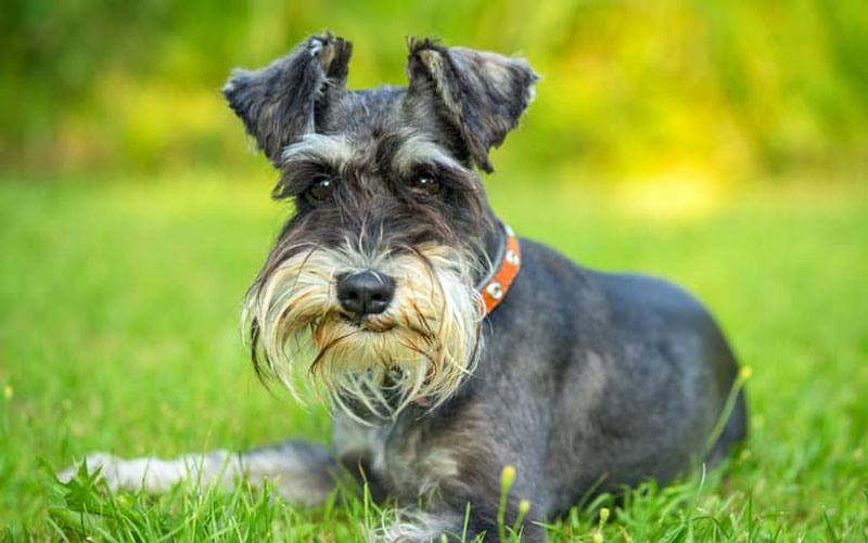 اسکاتیش تریر (Scottish Terrier)