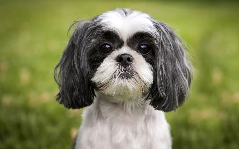 شیتزو (Shih Tzu)