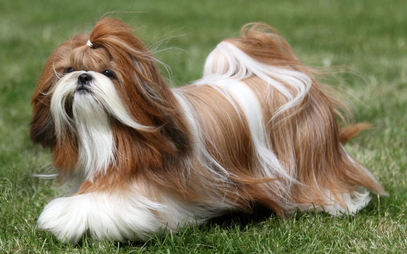 شیتزو (Shih Tzu)