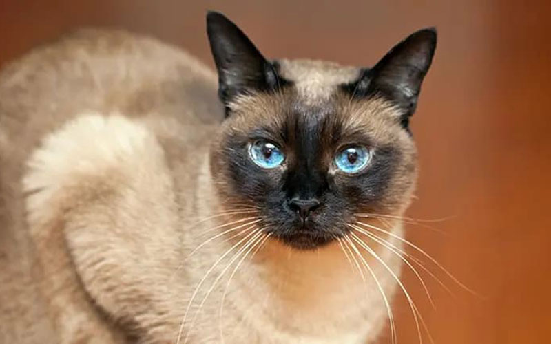 گربه سیامی (Siamese)