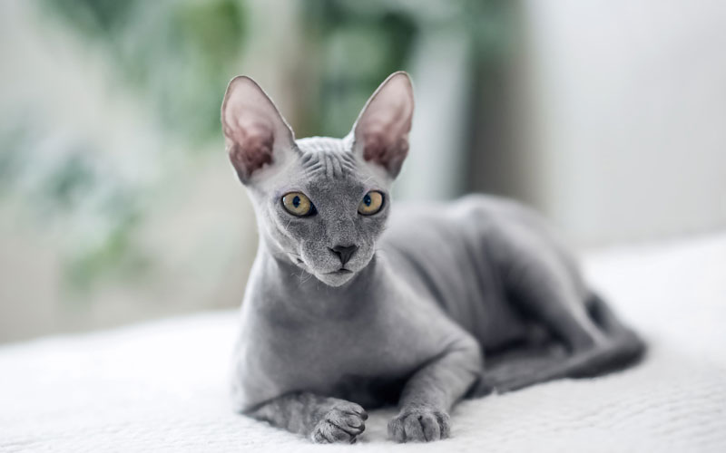 گربه اسفینکس (Sphynx)